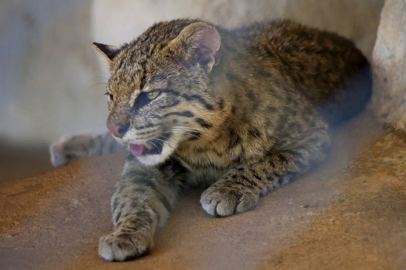 La panleucopenia felina amenaza a los gatos monteses de Bolivia.jpg